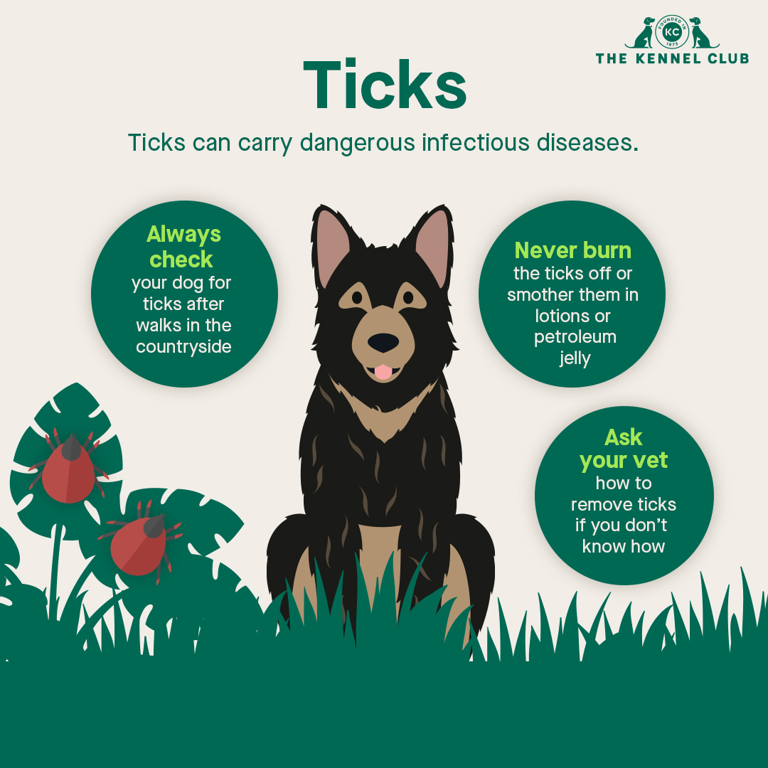 Not only can ticks drink your dog’s blood, but they can spread diseases too. During Tick Bite Prevention Week, find out the best way to prevent tick bites and what to do if your dog is bitten at thekennelclub.org.uk/ticks.