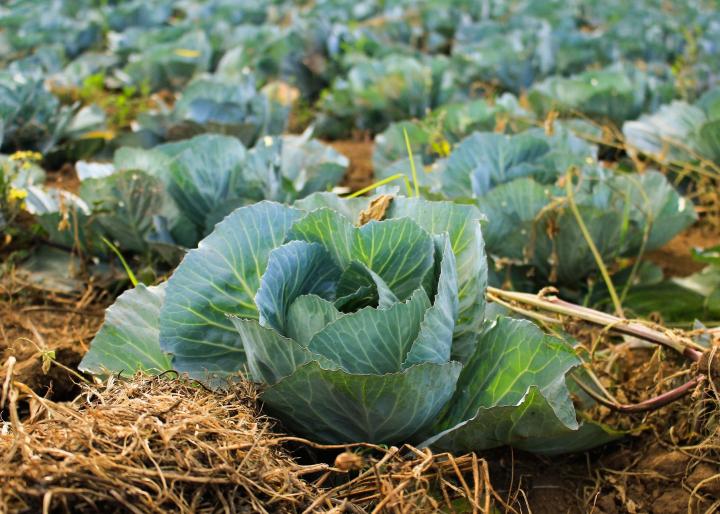 Cabbage Farming Tips -Avoid excessive weeding. -This may lower yields due to excessive water loss. -Mulching may be beneficial in weed control and conservation of soil moisture. -Irrigation should be done whenever necessary.