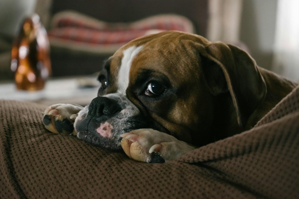 Heb jij ook een #Bulldog in huis? Dan zoeken we jou! We zijn benieuwd naar jouw ervaring en waarom je voor deze #hond hebt gekozen? Je helpt ons enorm door deze vragenlijst in de vullen. Door mee te doen, maak je kans op €250,-. nl.surveymonkey.com/r/eigenaren