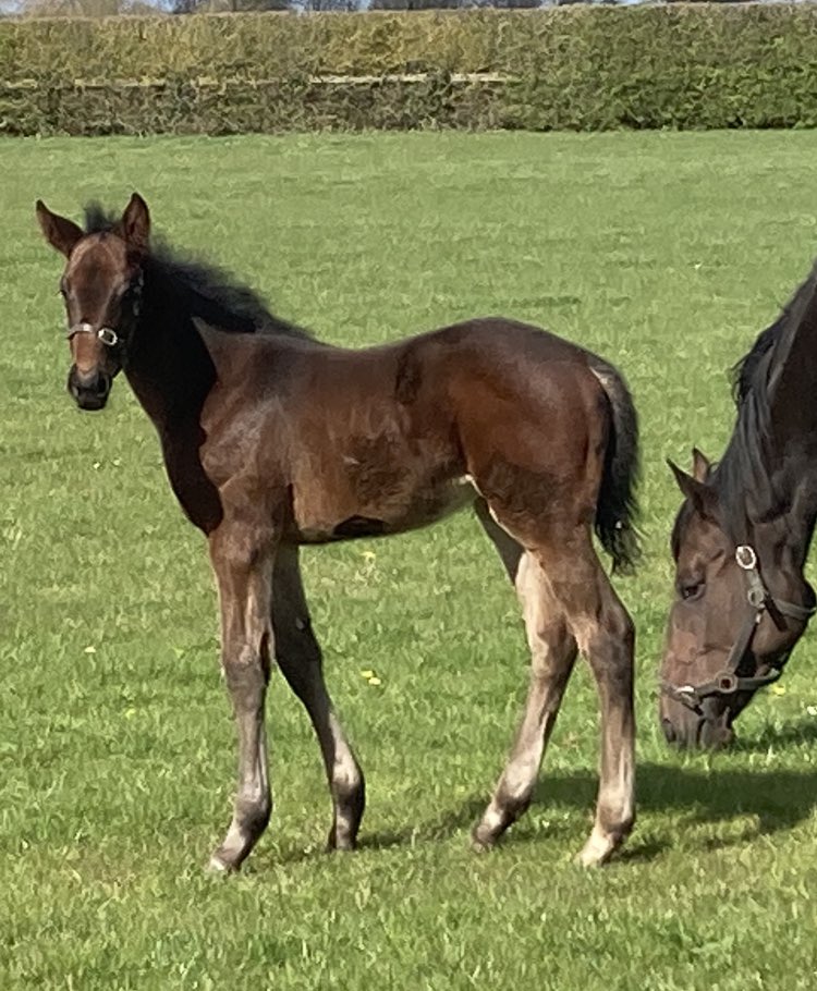 #PerfectPower colt & filly enjoying the lovely morning ☀️ before it turn very wet & windy ☔️ 💨 early afternoon @NewmarketSFA @DarleyEurope @DarleyStallions