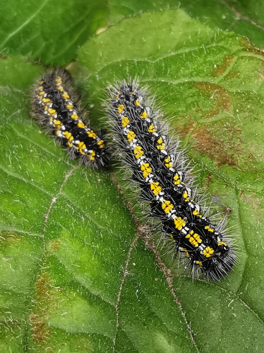 We came across another new colony of hungry Scarlet Tiger caterpillars last week, mostly nibbling at comfrey leaves but also a few seen on Green Alkanet. Easily in excess of 80 caterpillars in a quick look, suspect there's many, many 10's more in situ. #cleymothobs #norfolkmoths