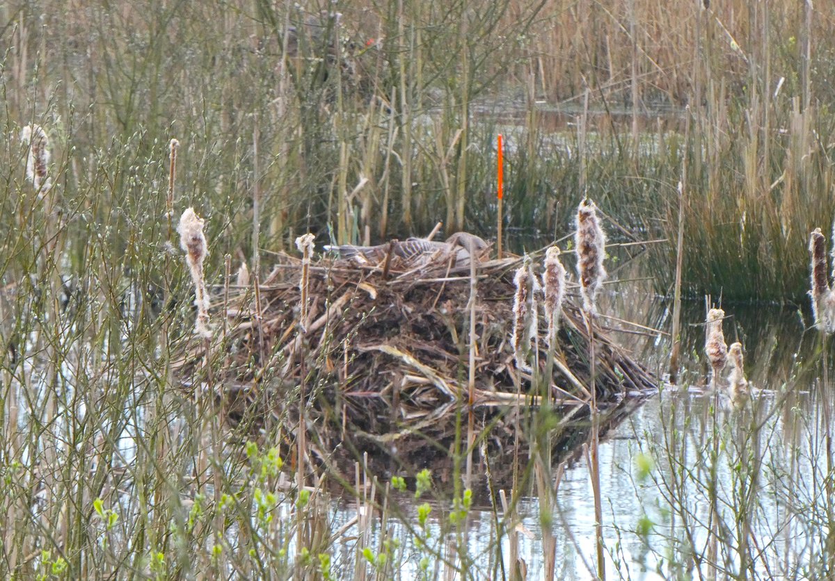 #Bargerveen Buffer-West telling vanochtend met eerste #fitissen en #zwartkop. En deze #grauwegans heeft profijt van #beverratburchten...da's eens wat anders! <a href="/Sovon/">Sovon Vogelonderzoek Nederland</a> <a href="/staatsbosbeheer/">Staatsbosbeheer</a> <a href="/vogelnieuws/">Vogelbescherming NL</a> #N2000 #Drenthe