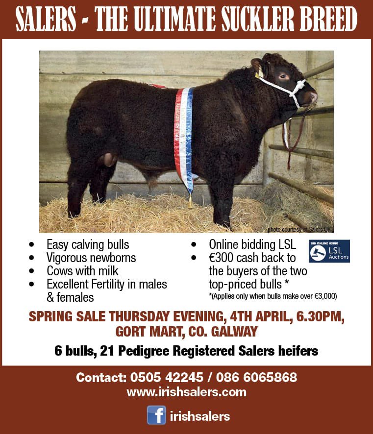 Saler Cattle Ire. (@salerscattle1) on Twitter photo 