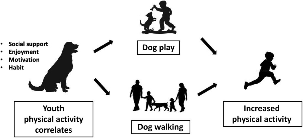 Explore a novel method for quantifying 🐶 dog-facilitated #PhysicalActivity for kids. This pilot study showcases high feasibility and offers insights for future research. #ChildrensHealth doi.org/10.1123/jmpb.2… @SarahBurkart13 @USCArnoldSchool @DrKatiePotter