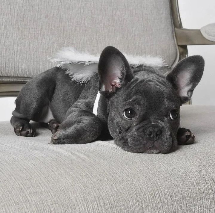 frenchie_lover2's tweet photo. Great photography ❤️
#frenchielover #Frenchie #frenchbulldog https://t.co/VG7zhnxnFU
