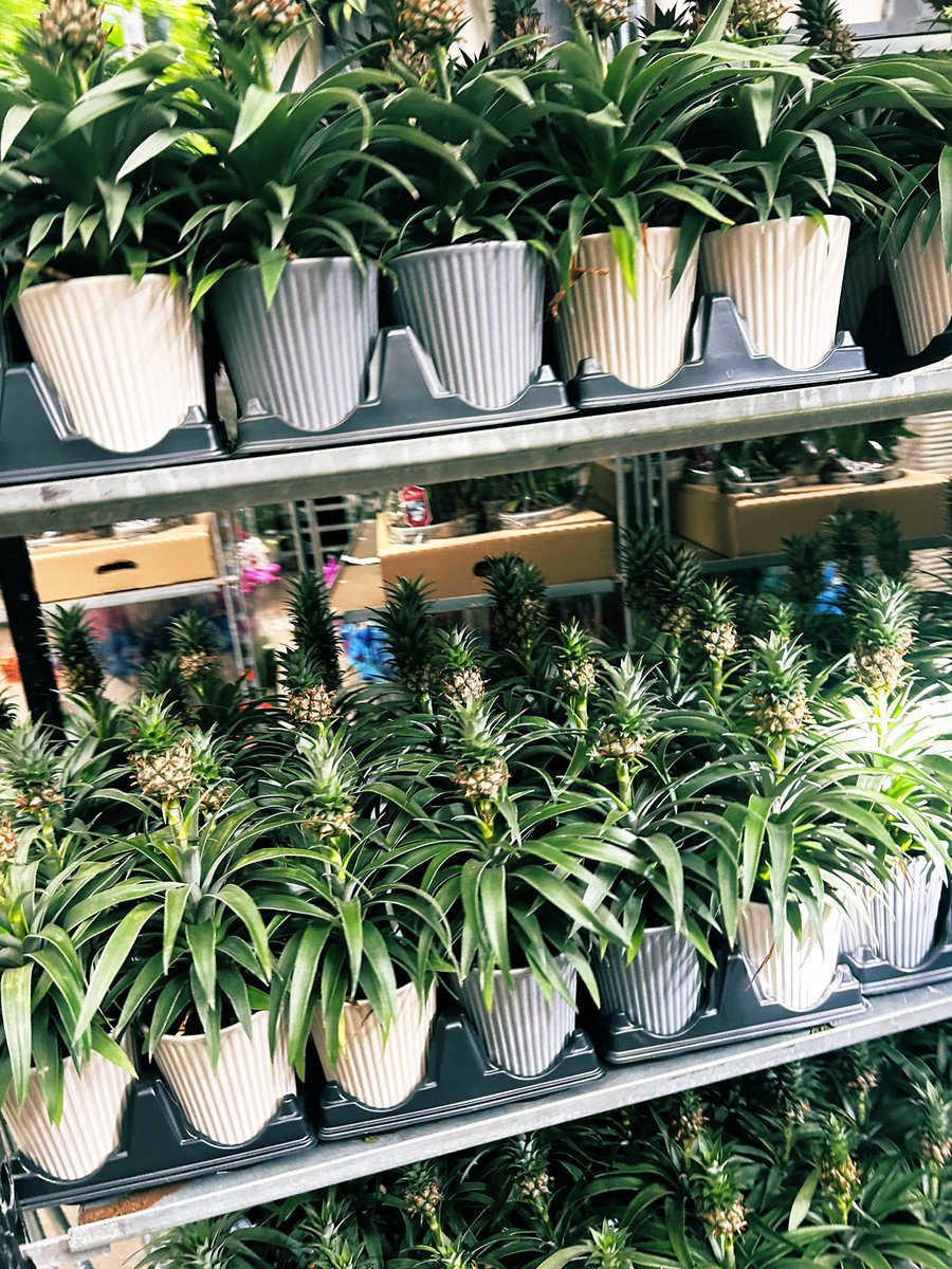 GCG Merchandising tweet media