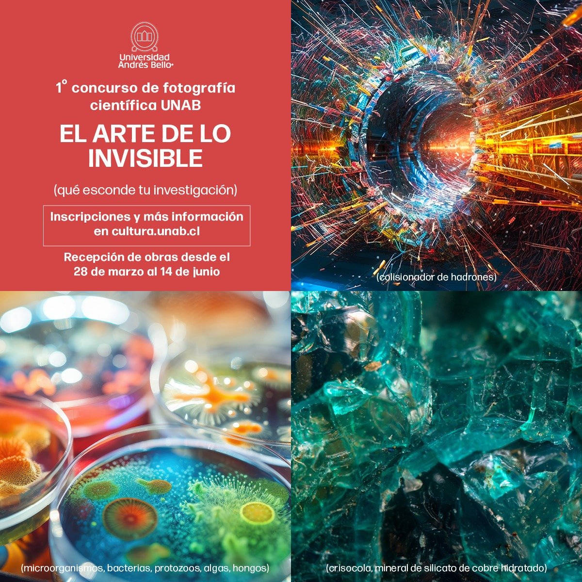 ¡CONCURSO!📢 La Vicerrectoría de Investigación y Doctorado y Dirección Cultural @uandresbello invitan a la comunidad de investigación UNAB a participar del 1° Concurso de Fotografía Científica: El Arte de lo Invisible. Revisa las bases en 👉bit.ly/4aiPEn2 #SomosUNAB