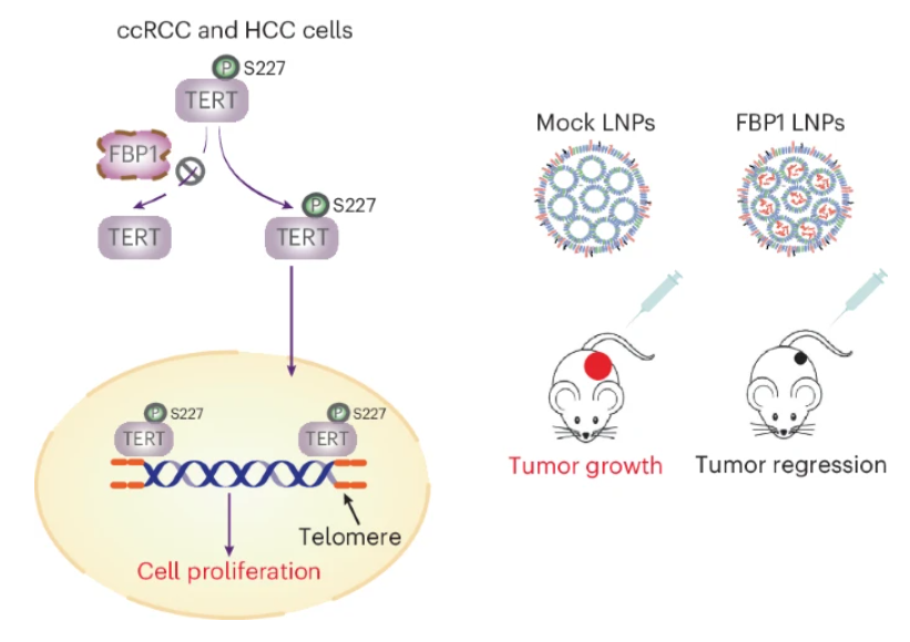 A new paper from Zhimin Lu revealed that TERT was dephosphorylated by the protein phosphatase activity of the gluconeogenic enzyme FBP1, leading to inhibition of TERT nuclear translocation and telomere function. Free to read link at rdcu.be/dCMu9