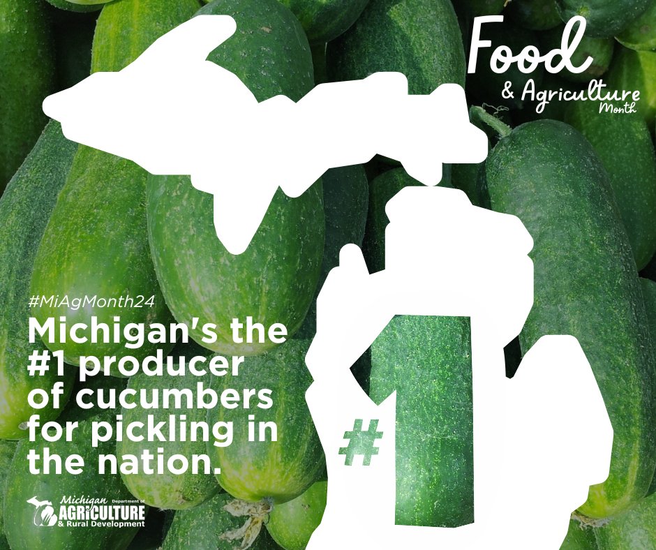 Michigan's fresh water, unique location, various soil types and dedicated producers make us a leader within the agriculture industry. So, it's no surprise we're the nation's #1 producer of cucumbers for pickling! #MiAgMonth24