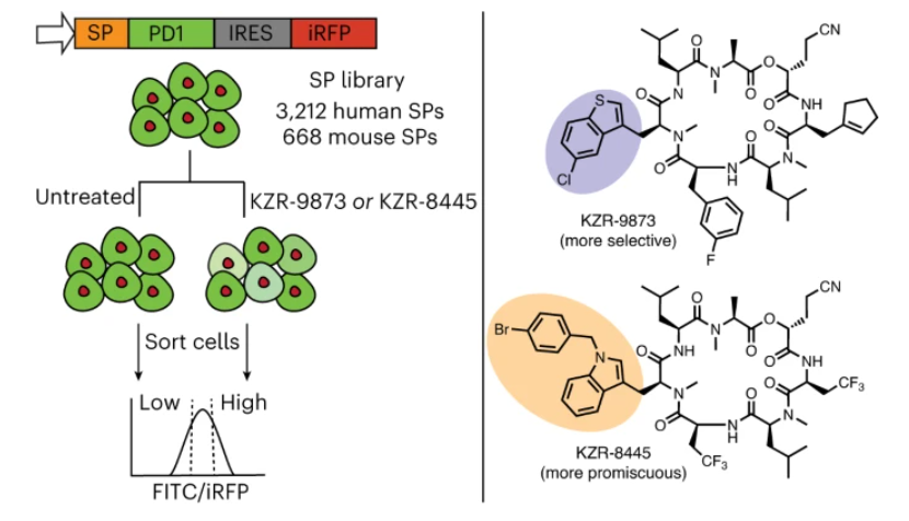 A new paper developed a massively parallel screening platform for studying sensitivity of human signal peptides to Sec61 inhibitors. Free to read link at rdcu.be/dCMsx