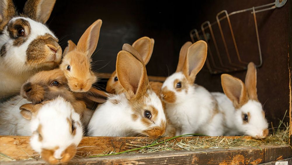 Rabbit urine Uses -It is an organic pesticide and is beneficial since it also acts as a biofertilizer. -It only repels insects that aid in pollination and does not kill them. -Therefore, application before active blooming seasons is recommended.