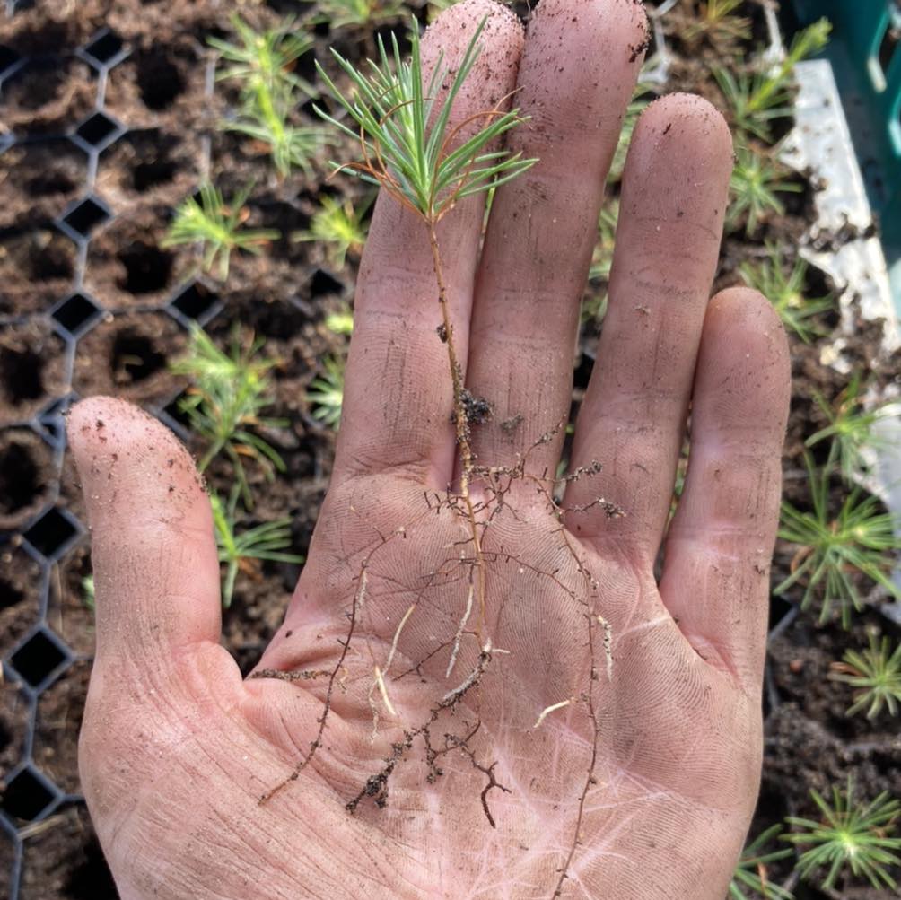 Our awesome friends at Darroch Nurseries (a Scottish native tree nursery and social enterprise) are fundraising for a new polytunnel to grow more trees and host a Living Classroom – check out and consider supporting this great project here: crowdfunder.co.uk/p/darrochnurse…