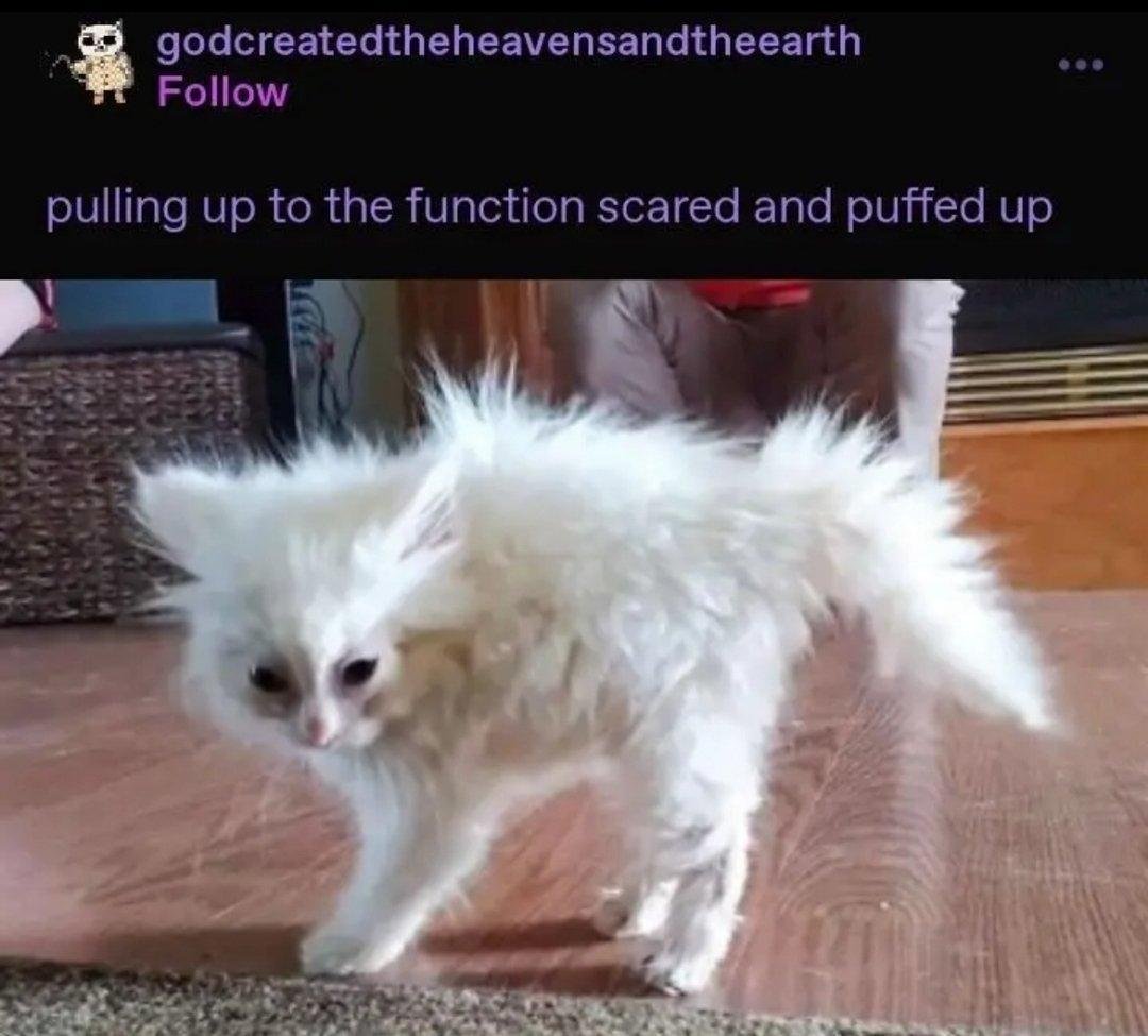 Scared cat Memes - Imgflip, image size:1080x975