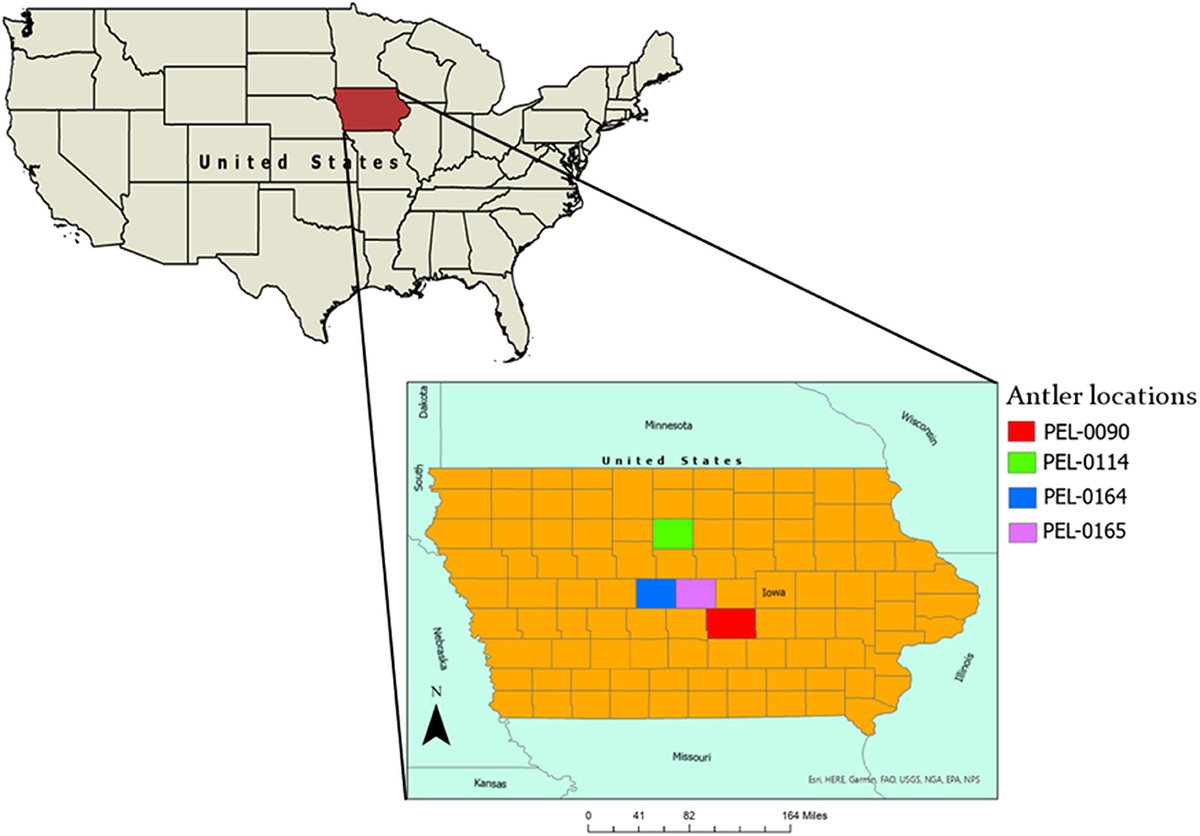 Interested in non-invasive methods for stable #isotope analysis and the potential for antlers to serve as information archives on paleoseasonality? 🦌 Read the study in Frontiers in Environmental #Archaeology by @SomervilleAD and Julien Royer here! ⬇️ fro.ntiers.in/UmKB