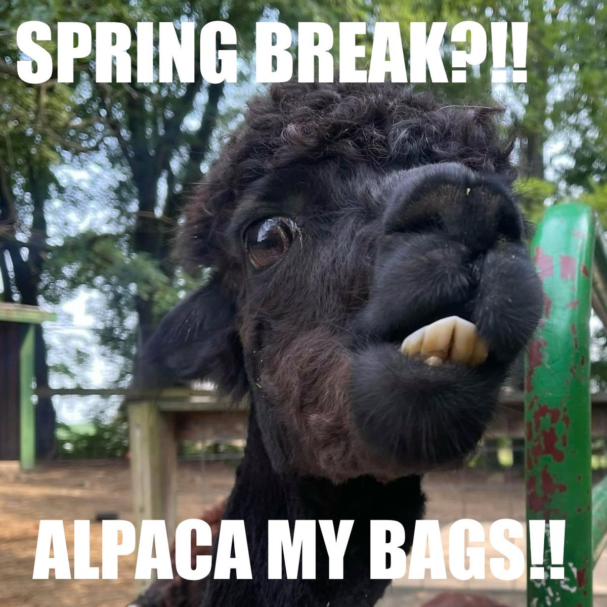 CEEEatUD's tweet photo. Happy Spring Break! Here's to a week of "supplying" yourselves with plenty of relaxation and "demanding" nothing but fun!
Send us a #SpringBreakSelfie #SpringBreakEconStyle
A huge thank you for all you do from your friends here at the CEEE! https://t.co/lADYmyqX5v