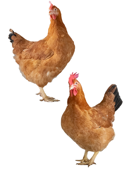 VasilePlinta's tweet image. ♻️Sa inteleg cu adevarat, voi credeti ca pui de la tara, crescuti liberi prin curte sunt de culoarea aia galben curcuma⁉️😂 #Hubbard  #chicken