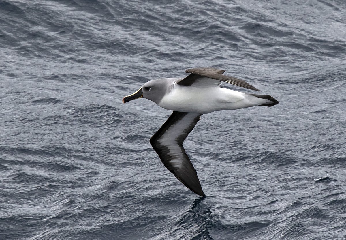 A big thank you to Stockport Birdwatchers for donating a fabulous £85 towards #SavingSeabirdsGlobally following last night's 'Albatrosses and their Allies' talk. This money makes a real difference @AlbyTaskForce @BAS_News @Natures_Voice @BirdLifeMarine @HesitantWeasel @LBimo1