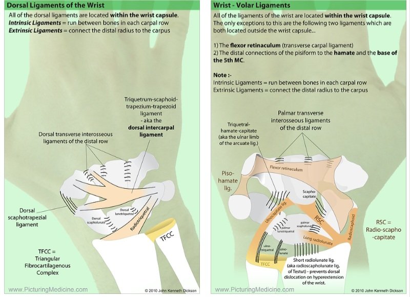 Beautiful illustration of Dorsal &amp; Volar Wrist Ligaments👍 
From : PicturingMedicine