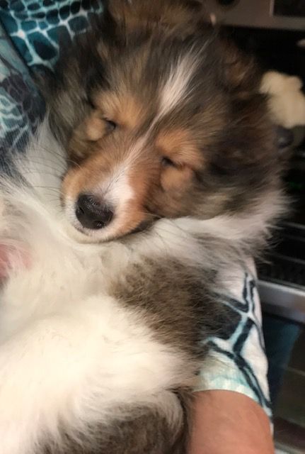 Happy Throw Back Thursday to when I was 8 weeks old sleeping in Mom's friend's arms. Love, Tierney❤️