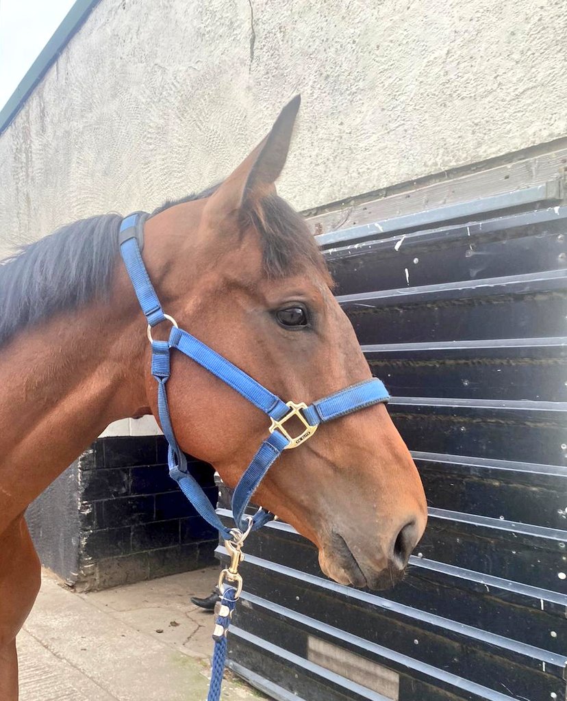 We have three runners today @WetherbyRaces. Hawkseye View (3.55), It's Maisy 📸 (5.05) and Glen Road (5.40), all three will be ridden by @NickScholfield1. #SSRacing 🏇.