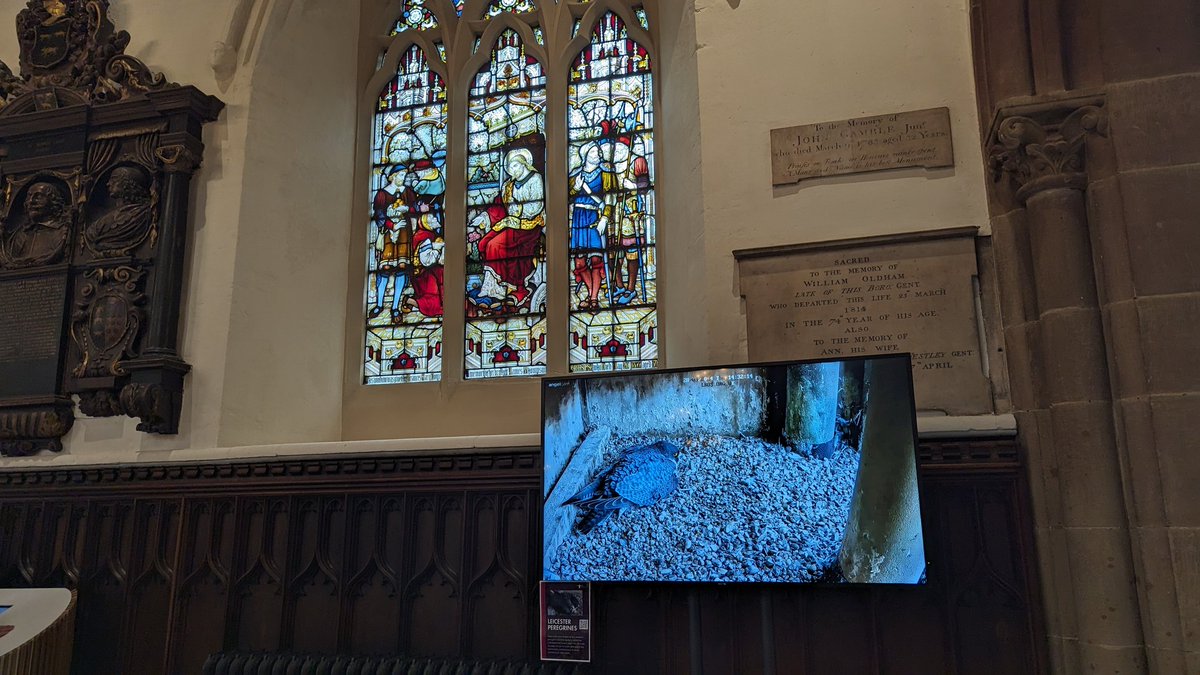 Me: 'I hate screens in churches' Leicester Cathedral: 'we have a big TV where we play a livestream of the peregrine nest on the top of our tower' Me: 'I do not hate This Specific Screen in church'