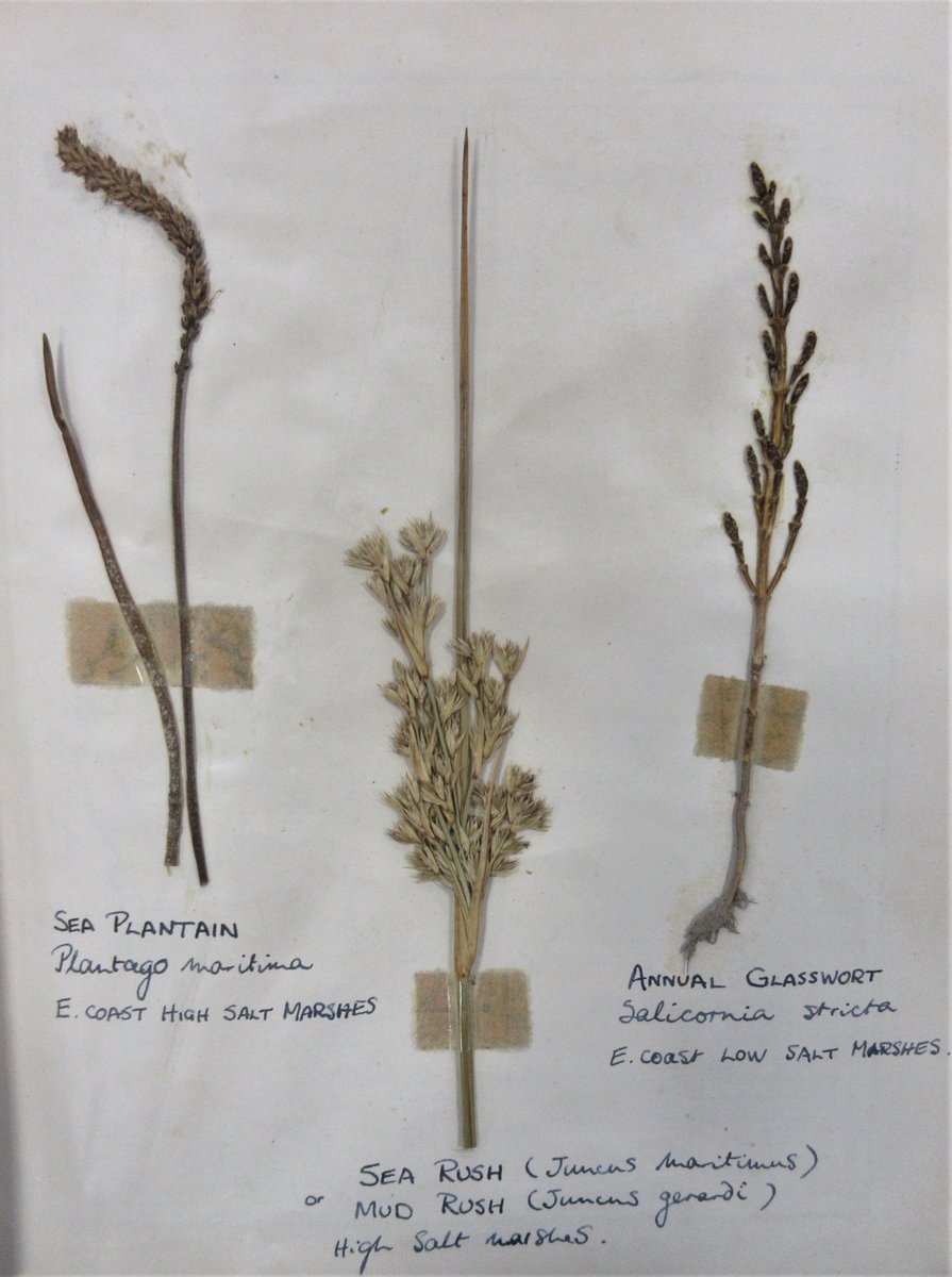 #BarrowArchives holds a book of pressed plants found on Walney Island made by Dr William Rollinson possibly when he was a teenager. Specimens are still looking good, but sticking them in with sellotape wasn't a good idea #EYANature #flowers #walney