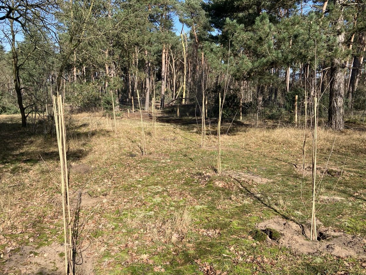 💚 Groen nieuws: de bossen in Rosmalen zijn ruim 11.000 jonge bomen en struiken rijker. 🌳 Dit is onderdeel van een tweejarig herstelproject van de bossen. We verbeteren de biodiversiteit en vergroten de weerbaarheid tegen klimaatverandering en ziekten 👉 shbos.ch/3vu0hEg