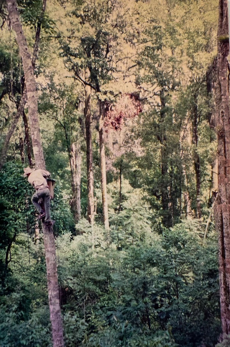 prairieguy2016's tweet image. Throwback Thursday! Installing nesting boxes for Resplendent Quetzals in the Cloud Forest of Honduras. #peacecorps #honduras #quetzals #cloudforest #rainforest
