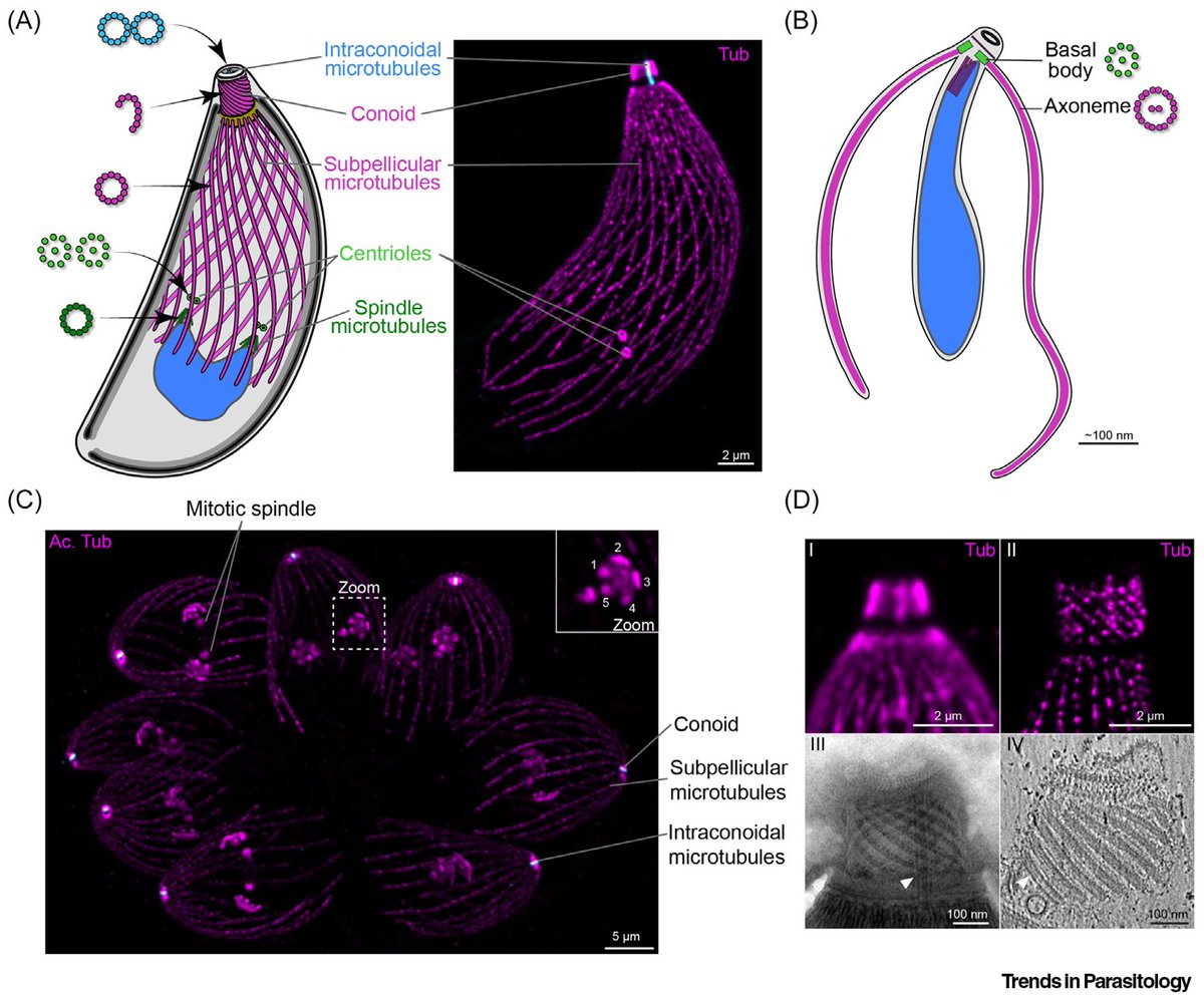 A nice review on the peculiar aspects of the apicomplexan microtubule cytoskeleton, such as the beautiful conoid but also the absence of the famous K40 on alpha-tubulin in some lineages! We like it a lot!😃