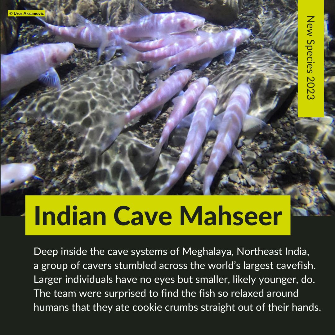 🔦 Spotlight on #NewSpecies2023 🐟 Indian Cave Mahseer 📍 Caves in the Jaintia Hills of Meghalaya, Northeast India The world's largest cavefish ate cookies straight from cavers' hands 🍪 Read all about this species, and the 242 more described in 2023: buff.ly/3iGq5CU