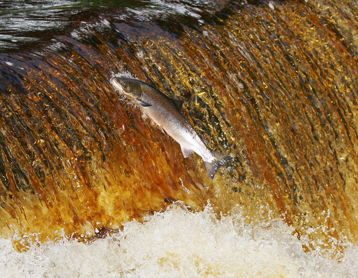 Session 1 of our conference charts a course for restoring Scotland's rivers - with a focus on the need for cold clean water. Alan Wells charts the growth in our capacity to help deliver what we need to save our fish.