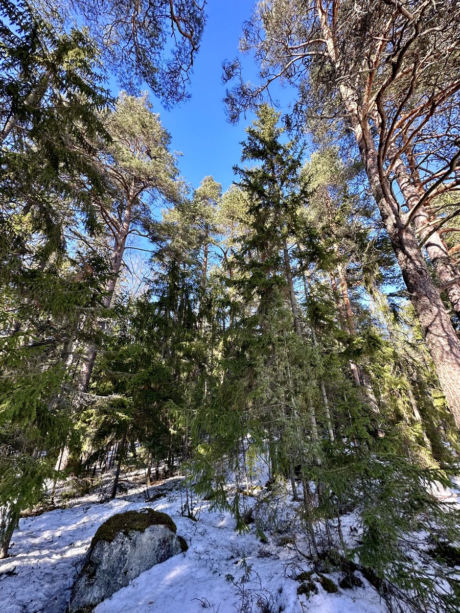 Tampereen metsät on mahtavia, mä rakastan niitä 🌲🌲🌲 #Tampere