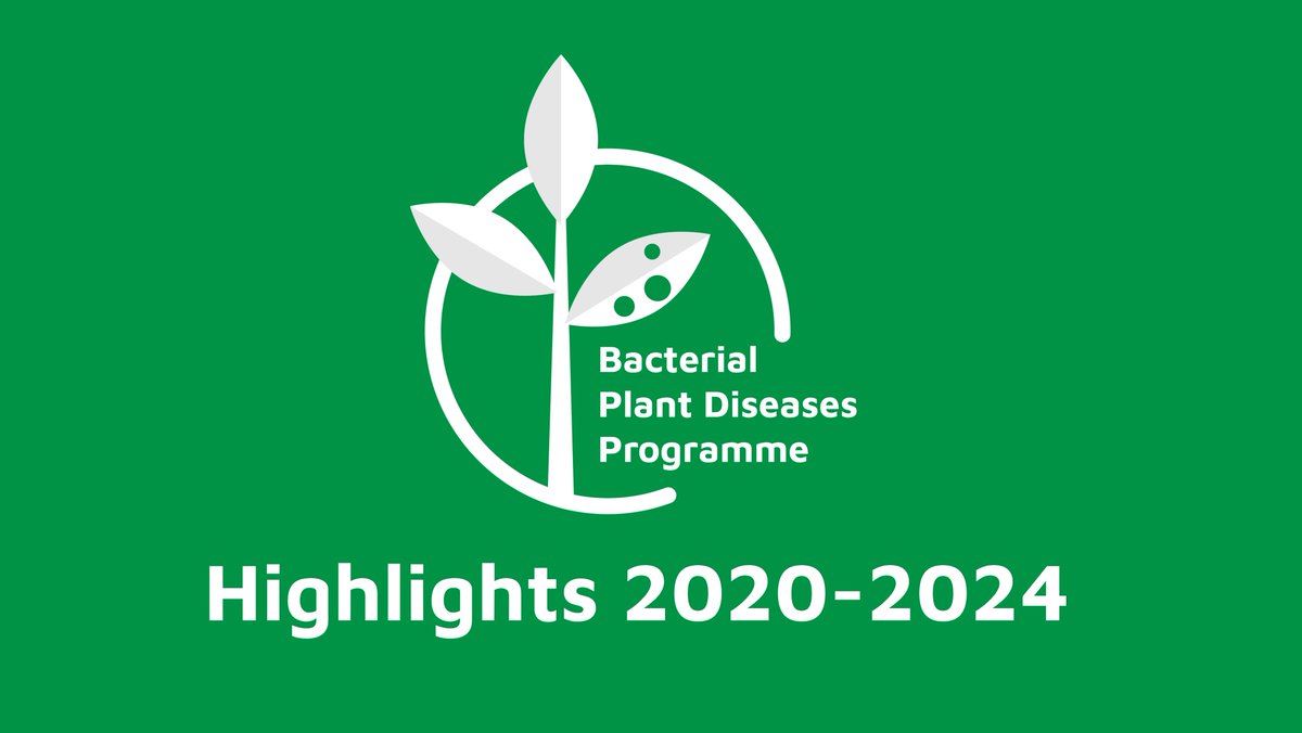 4 years, 9 projects, 150 team members, many meetings, experiments and papers, but it's time for the Bacterial Plant Diseases Programme to say farewell. Thanks to everyone who has been a part of it! #helpingkeepplantshealthy 🦠🌿See our highlights reel here bacterialplantdiseases.uk/thank-you-and-…