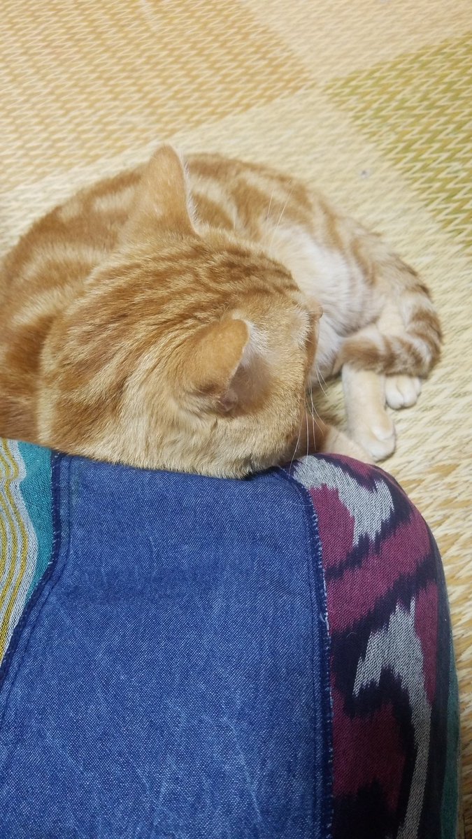 io5J9MyK2hZOlu7's tweet photo. こんばわは
#猫好きさんと繋がりたい
#こころ
#ラッキー
🐈
🐈
#おててないない
@laifjp
#GALAXYnote より https://t.co/sZKjVk3ksr
