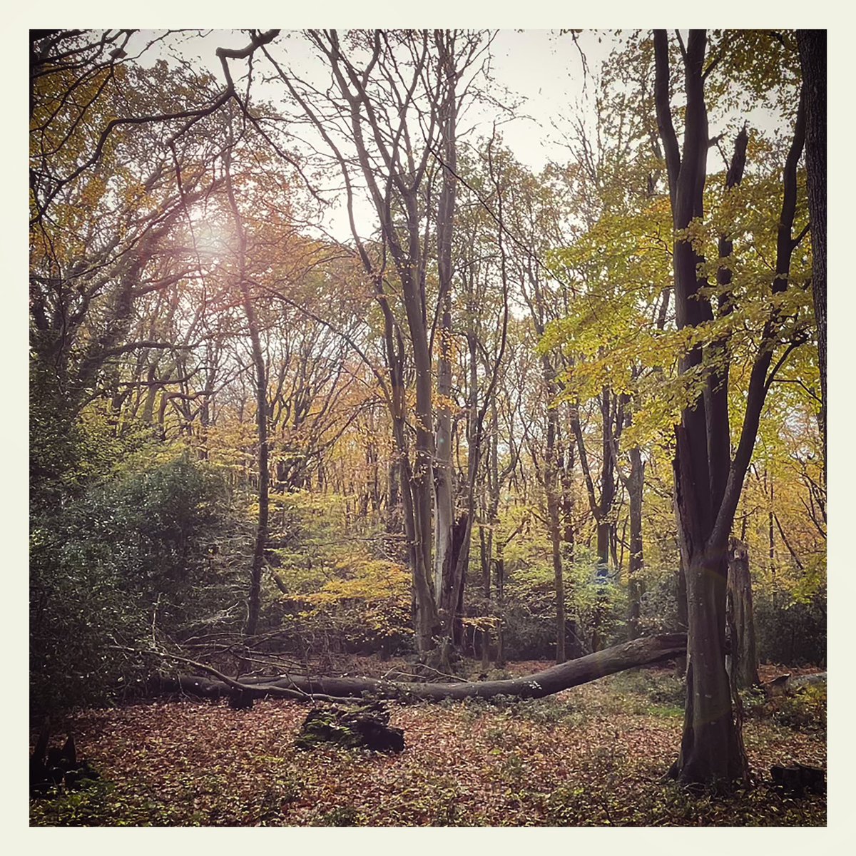 SURPRISE

New music out today to celebrate #pianoday 

‘Houghton Bridge’ is the closing track on my new ambient work - news coming REAL soon

#pianoday2024 #piano #pianomusic #solopiano #ambient #relaxing #chill #pianosolo #classical #newclassical #wellness #wellnessmusic