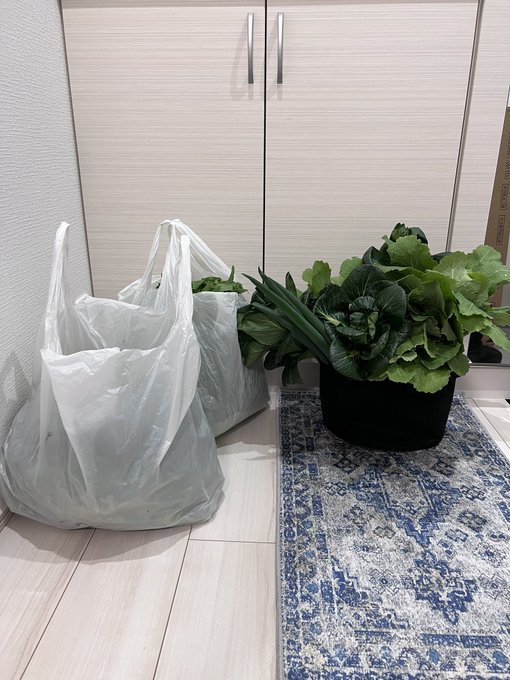 草刈り終わって、やっとこ作付けしてる方の畑にいけた🥹 疲れたー大変だったーw  大量収穫！冬の寒さにあたったカブは、生食が美味しい🤤まるでフルーツ！  わたしの中で、菜花No1は、白菜の菜花🥬美味しすぎる！！
