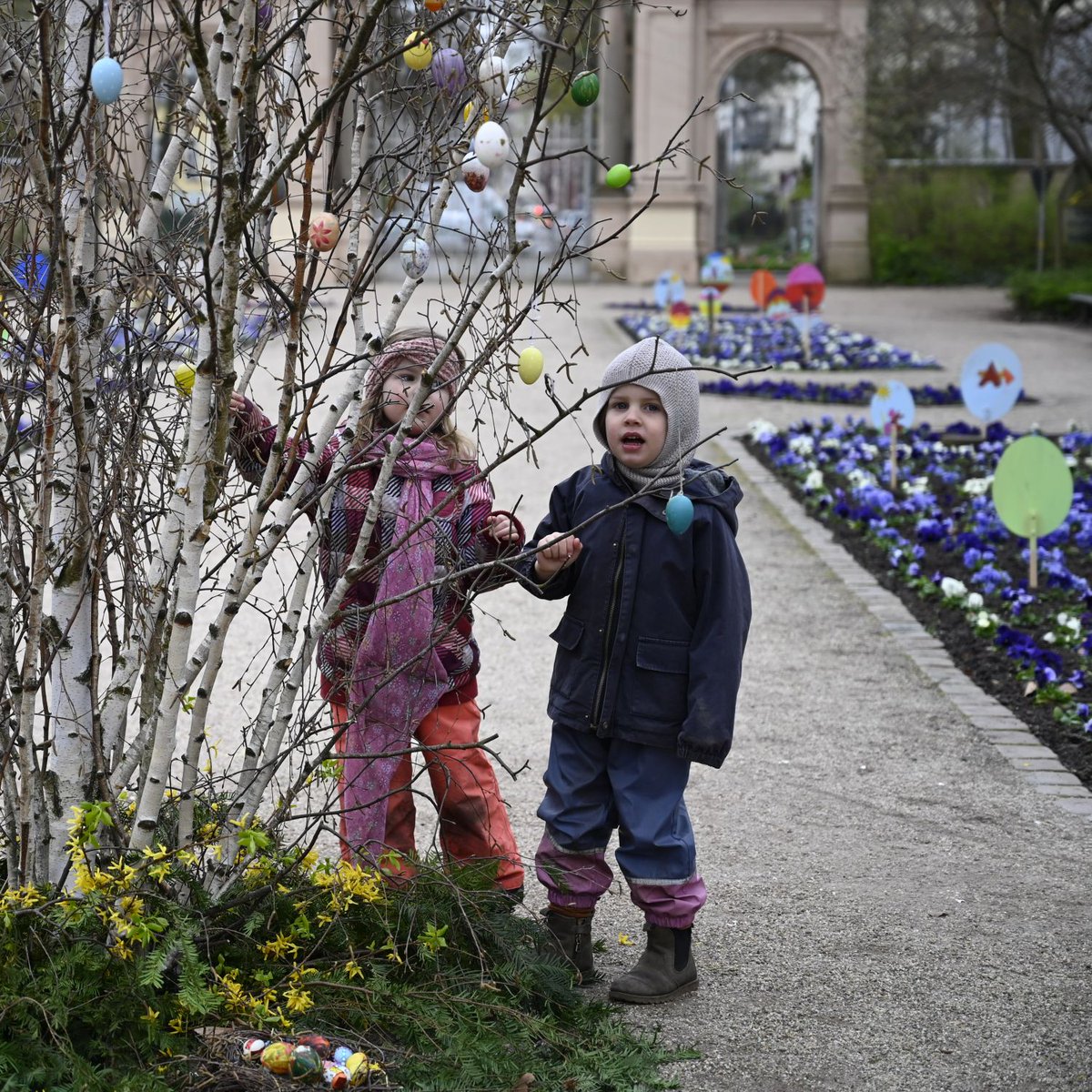 Der traditionelle Osterbaum wurde heute im Bürgerpark mit Kita-Kindern und Bewohnern eines benachbarten Altenheims aufgestellt. Seit 1970 gibt es den Brauch, an Gründonnerstag eine Birke mit gebastelten Eiern zu schmücken. Wir wünschen Frohe Ostern! t1p.de/2wzuu