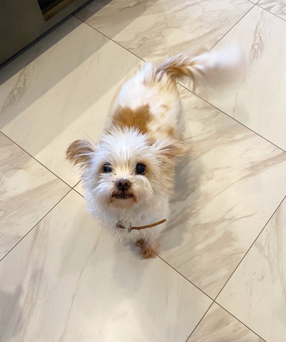 羽田日菜乃のTwitter画像16