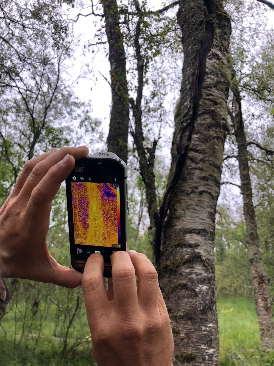 Luomus (@luomus) on Twitter photo Welcome to Luomus seminar!
<a href="/katimarie13/">Kati Suominen</a> gives a talk titled Roost selection and torpor dynamics of Eptesicus nilssonii and Myotis brandtii during late summer and early autumn.
🗓️Wed April 3
🕰️10:00 AM (EET)
Zoom link: helsinki.zoom.us/j/66721251572?………
#bats @BatLabFinland Welcome to Luomus seminar!
<a href="/katimarie13/">Kati Suominen</a> gives a talk titled Roost selection and torpor dynamics of Eptesicus nilssonii and Myotis brandtii during late summer and early autumn.
🗓️Wed April 3
🕰️10:00 AM (EET)
Zoom link: helsinki.zoom.us/j/66721251572?………
#bats @BatLabFinland