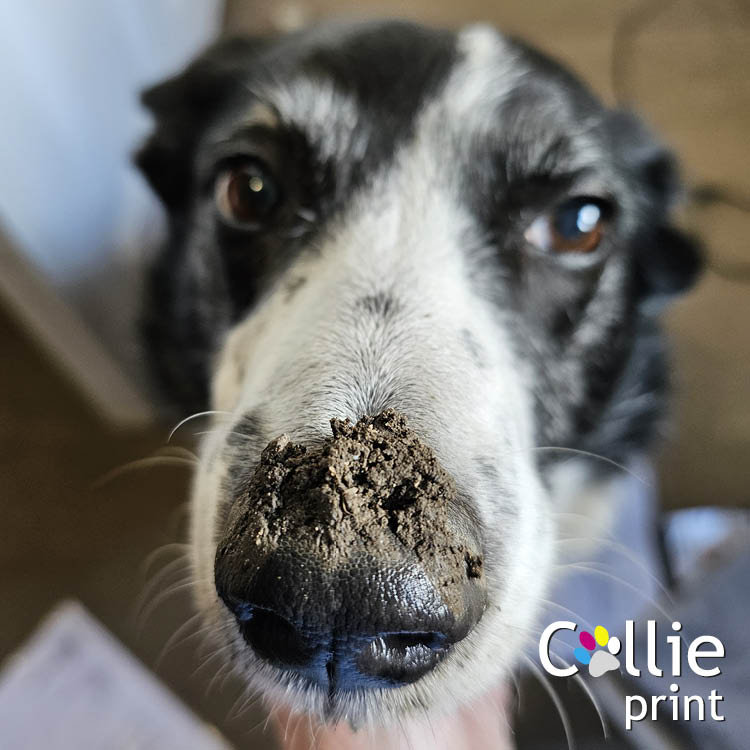 Want to dig out new customers, Make an Impression and not do the hard work?
Speak to Siân @ Collie Print to discuss how we can get you noticed.
07956 368123
sian@collieprint.co.uk
#makeanimpression #newcustomers #printdesign #easter #mud @isalesacademy @WatfordChamber