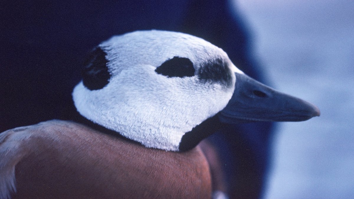 April 1, 1980, still the only ringed Steller's Eider here at Ottenby. The Baltic Sea used to hold a wintering population of this arctic duck, but since 2000 we have seen a sharp decline, probably caused by a shift in wintering grounds due to warmer climate. Photo @StaffanBensch