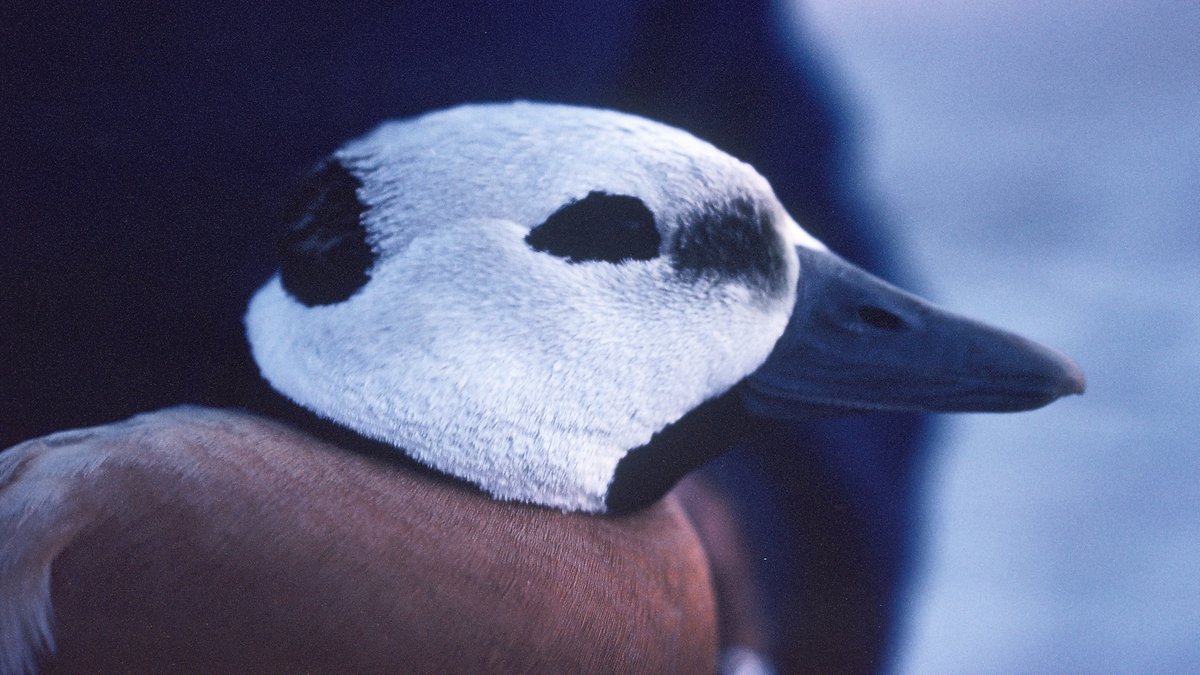 Ottenby Bird Observatory (@ottenbybo) on Twitter photo April 1, 1980, still the only ringed Steller's Eider here at Ottenby. The Baltic Sea used to hold a wintering population of this arctic duck, but since 2000 we have seen a sharp decline, probably caused by a shift in wintering grounds due to warmer climate. Photo <a href="/StaffanBensch/">Staffan Bensch</a> April 1, 1980, still the only ringed Steller's Eider here at Ottenby. The Baltic Sea used to hold a wintering population of this arctic duck, but since 2000 we have seen a sharp decline, probably caused by a shift in wintering grounds due to warmer climate. Photo <a href="/StaffanBensch/">Staffan Bensch</a>