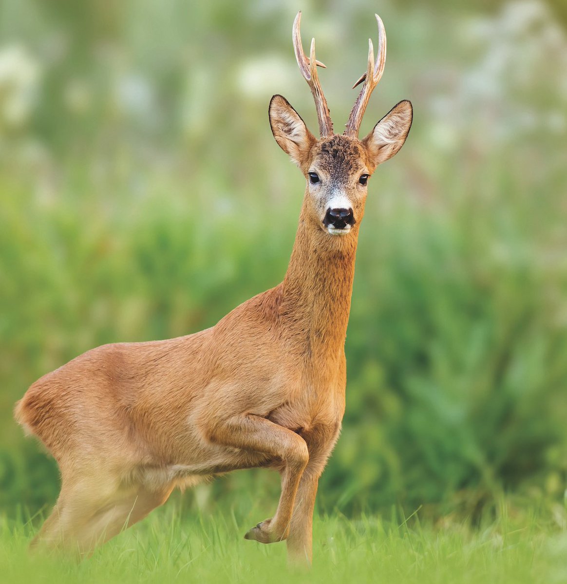 Roe cull acceptable? It’s thanks to Bambi With the roebuck season opening next week, Conor O’Gorman shares an unusual angle on the species — which has a ‘film star’ at its heart. @BASCnews To read more, visit: tinyurl.com/bk6j29ws