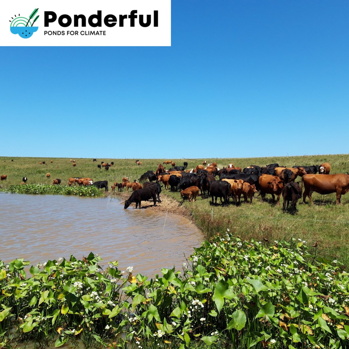 Artificial ponds can be a refuge for freshwater wildlife. Farmers in La Pedrera, Uruguay, rotate cattle so plants can regrow around and inside ponds, increasing macrophytes and waterfowl. This pondscape is being studied by #PONDERFUL partner @Udelaruy ponderful.eu/demo-sites/