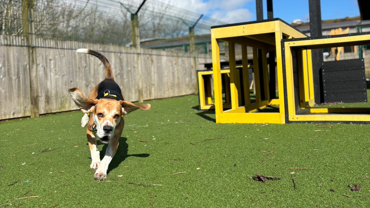 Smartie enjoying the sunshine this morning! He absolutely LOVES to play tug of war! Smartie is currently reserved, #DogsTrust #AdoptDontShop #Beagle #ADogIsForLife