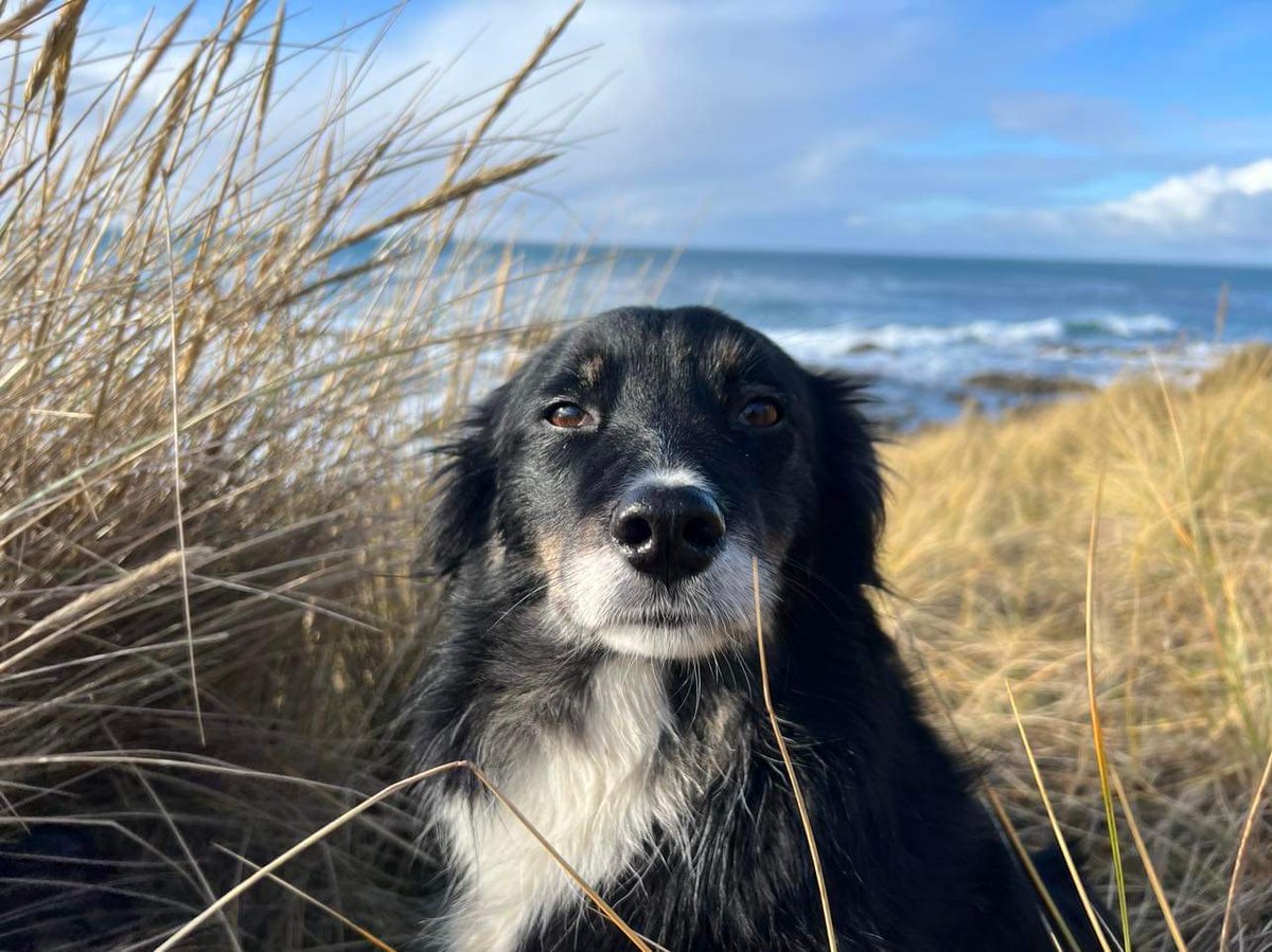 If you are working or hoping to work a seabird detection dog, this has got loads of useful information, really worth a read: seabirdgroup.org.uk/seabird-36-2 Thanks to all the authors for taking the time to put all their knowledge down! Missy sends her thanks as well ♥️