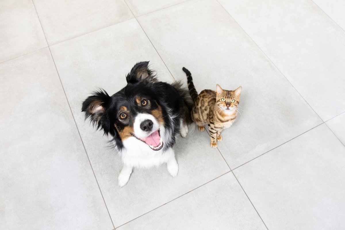 With Easter fast approaching, it’s important to keep chocolate out of paws reach from your pets. If you suspect your pet has eaten chocolate,, please contact your vet as soon as possible 

Read more here   👇 

spr.ly/6019kcANX 
 
spr.ly/6011kcANZ