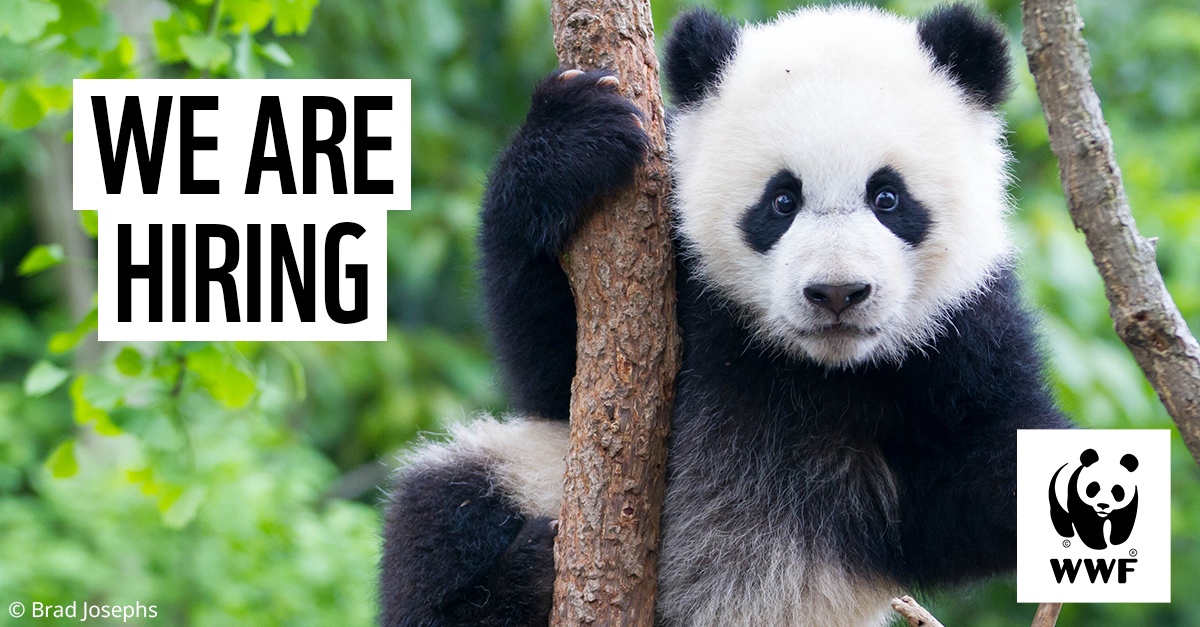 We're recruiting for a Fundraising and Partnership Manager (12-month FTC)! 📢 We’re seeking someone with a passion for our organisational values and mission to see climate, nature and people thrive. 🌍 Find out more & apply by the 14th of April: brnw.ch/21wIiMR