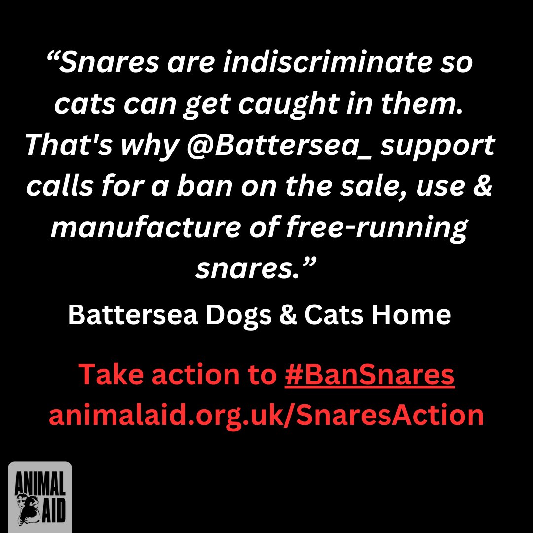 Snares are cruel & indiscriminate, which is why many animal protection organisations back a total ban. Now that they are banned in Scotland & Wales, please help persuade @pow_rebecca @DefraGovUK to ban them in England. Take action ➡️Animalaid.org.uk/SnaresAction 🐈️🐕️ #BanSnares