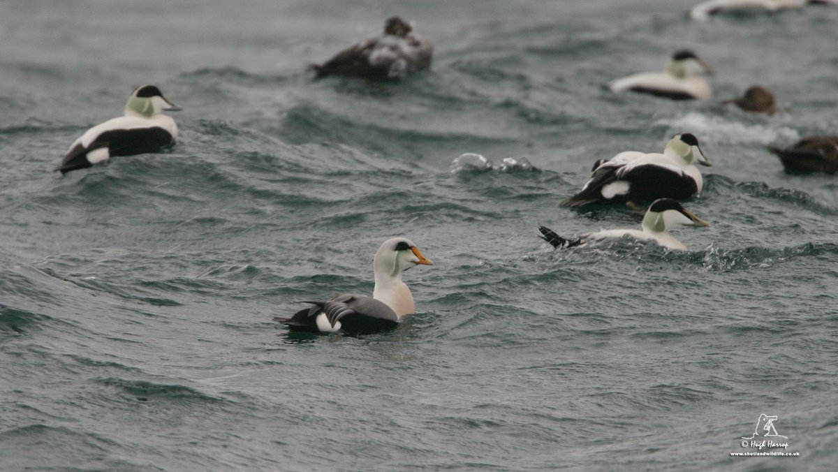 Reminiscent of this King x Common Eider hybrid in Lerwick Harbour, Shetland just over 20 years ago... x.com/westcoastbw/st…